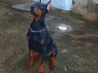 FCİ SECERELİ DEV ADAYI KİNG DOBERMAN