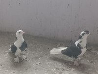 Takım Ala mardin güvercin sahiplendirilecek