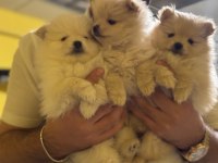 POMERANİAN BOO EMMEYİ BIRAKTILAR 2 adet yavrum var