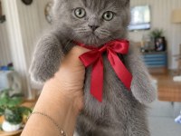 Brıtısh Shorthair Gri Yavrularım