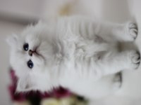 British Longhair Safkan