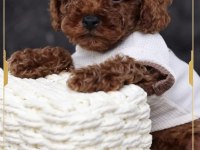 Toy poodle yavrularımız