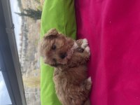 Poodle ayarında maltipoo yavrularımız