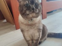 British Shorthair 2 Yaşında Erkek