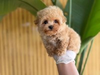 Maltipoo Bebekler Referans Yavrumuz