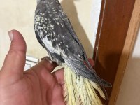 TAM 57 GÜNLÜK FULL EVCİL KUSURSUZ BEBEK SULTAN