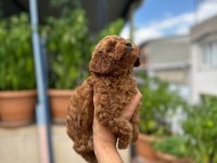 Orjinal red brown toy poodle