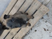 Dişi 2,5 aylık belçika kurdu
