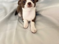 Çikolata chihuahua bebişler
