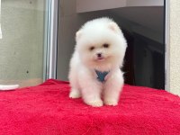 Irk ve Sağlık Garantili Pomeranian Boo