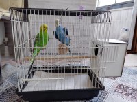 Sahibinden Muhabbet Kuşlar