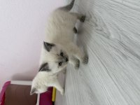 Pamuk ve Çakırın Evlatları Kediler