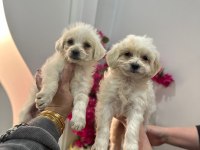 Maltipoo yavrum 55 günlük