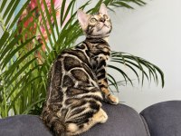 Show Class Brown Bengal Yavrular