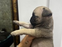 Erkek pug mops bebek köpeğimiz
