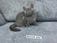Blue british shorthair kediler izmir