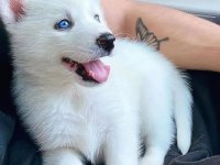 Sibirya Kurdu Husky Yavrular Erkek ve Dişi Mevcut