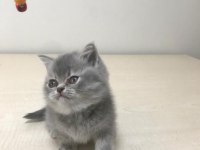2 aylık britsh shorthair kedime yuva arıyorum
