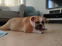 Seçkin Kan Hattına Sahip İngiliz Bulldoglar