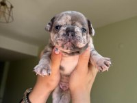 ACİL LİLACTAN MERLE VE BLUE FRENCH BULLDOG YAVRULARIMIZ