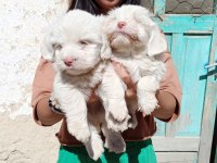 Maltese terrier