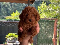 Show Kalite Toy Poodle Yavrular