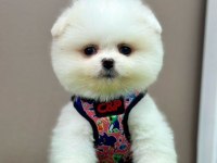Sevimli Pomeranian Boo Yavrularımız