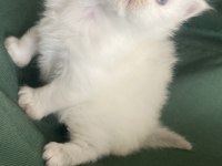 British longhair bebişler