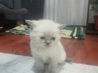 Yeni yuvalarını arayan kediler