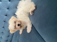 Dişi maltipoo yavru