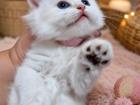 Safkan Bebek British Longhair Mavi Gözlü