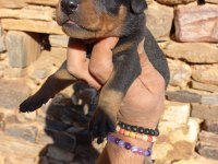 Orjinal king doberman yavrular
