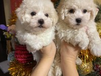 Orjinal bichon frise yavrularımız
