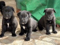 CANE CORSO SAĞLIK VE IRK GARANTİLİ