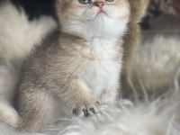 British shorthair golden anne baba şecereli dişi