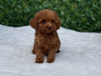 Toypoodle Aşılı Çipli
