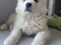 Dişi Samoyed