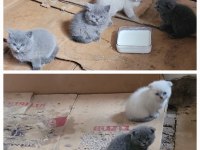 Masum scottish fold ufaklıklar