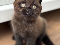 Scottish fold yavrumuz