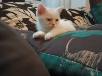 İnsan aşığı british shorthair