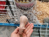 1 Aylık Dumbo Rat Yavruları 1 Naked 2 Husky