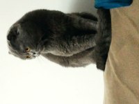Scottish Fold Kızımıza Yuva Arıyoruz