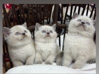 Bluepoint British Shorthair Yavru Güzellikleri