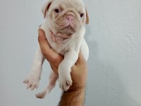 Pug mops yavrularımız teslime hazır