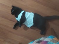 Siyah British Shorthair Kedimizi Çiftleştirme