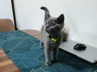 Safkan Oyuncu British Shorthair
