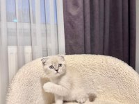 Scottish fold dişi blue point