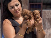 Ufacık kore poodle yavrularım