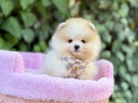 Safkan Pomeranian Boo Yavrularımız