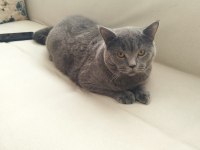 8 aylık british shorthair bütün vitamin aşıları tamamdır